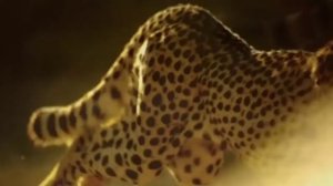 (клип) мы бежим с тобой как будто от гепарда