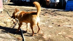 Маленькие собачки на цепи и без цепи! Это лучше увидить!