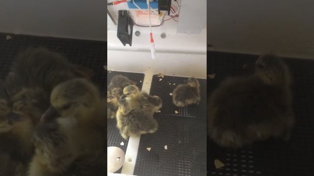 ГУСЯТА, ПЕРВЫЕ ЧАСЫ ЖИЗНИ. 20.05.2023г. смотреть онлайн