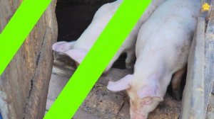 Домашние животные 3D Учим имена и звуки животных