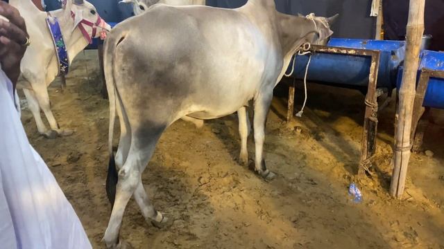 530 Rs Kilo ke Hisaab se Weight Kar Kay Janwar Le Jao смотреть онлайн