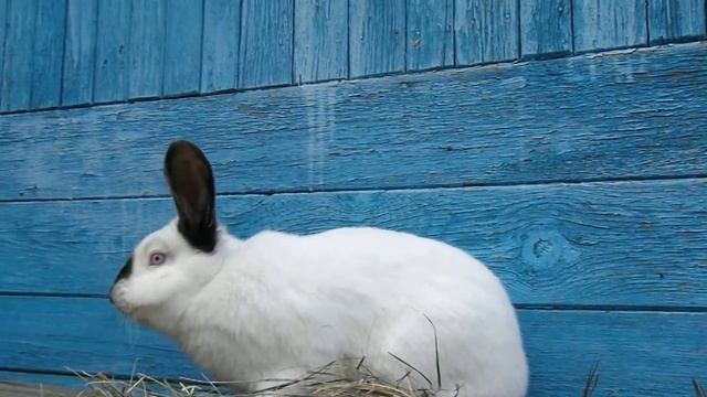 Самец калифорнийской породы 5 мес. смотреть онлайн