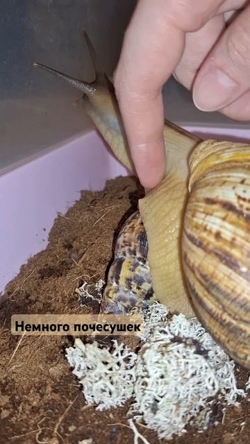 #рекомендации #тренды #улитка #ахатины #shorts #follow #snail #домашниеживотные смотреть онлайн
