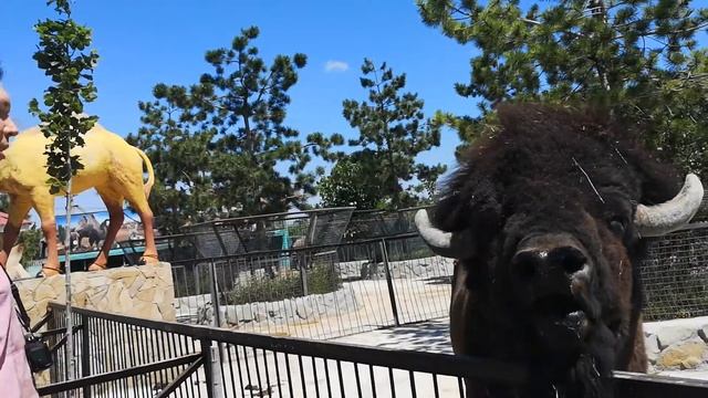 Бизон 2 смотреть онлайн