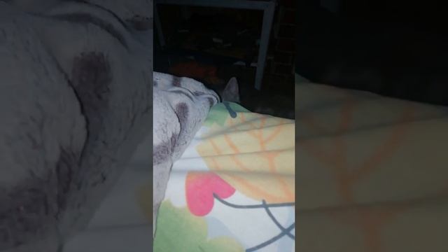 Кошка мышка в час ночи (та ещё крыска) P.S обязательно чекайте описание! смотреть онлайн