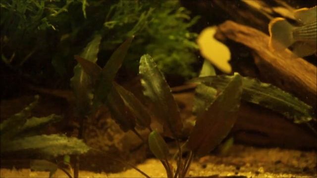 Young Andinoacara Rivulatus / Green Terror spawn eater/thief смотреть онлайн