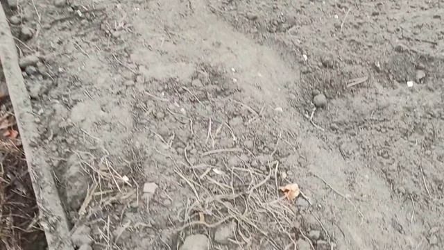30.04.21 Наконец КАПУСТА взошла. Холодища ! смотреть онлайн