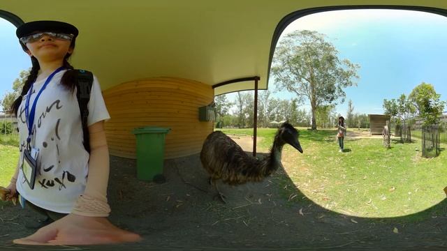 【360°VR 8K】Emu (From VR Amimal Best Scenes, Dokodemo Door, Australia） смотреть онлайн