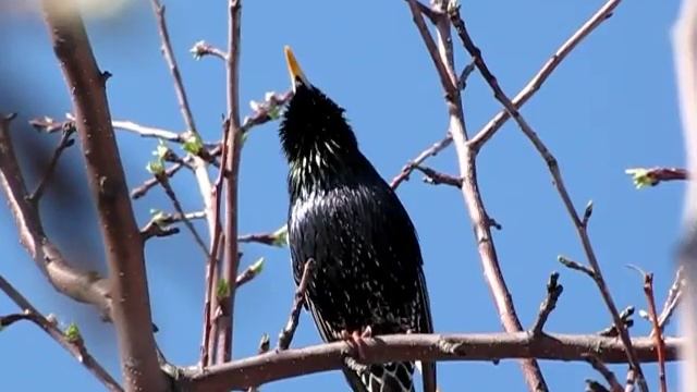 СКВОРЕЦ смотреть онлайн