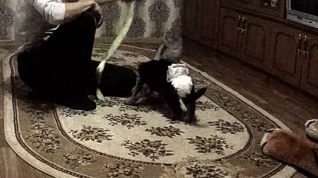 Джесси. Щенок которому полтора месяца. смотреть онлайн