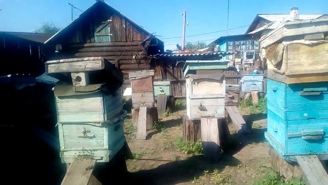 Объединение семей пчёл. смотреть онлайн