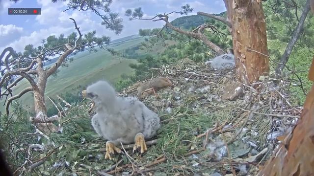 24.06.2021 10:59 Алтынай приносит двух сусликов подряд с разницей в 12минут! смотреть онлайн