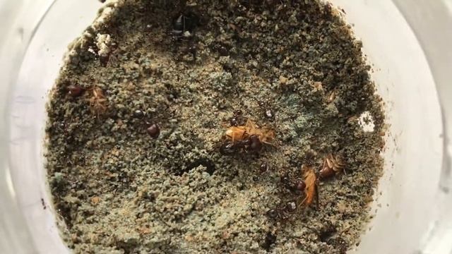 Муравьи Carebara Diversa смотреть онлайн