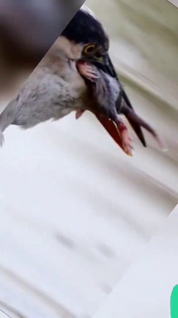#lovely #cuteanimals #animal #animals #bird #funnyanimals #funnyshorts смотреть онлайн