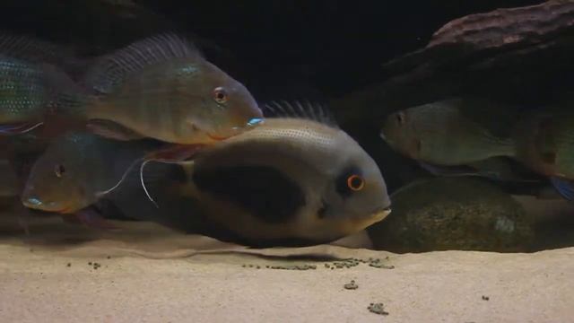 Уару клинопятниста (Uaru Amphiacanthoides)