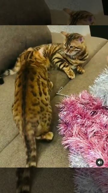 выбирай#животные#природа#дети#популярное#тикток#мемы#юмор#короткиевидео#шортс#кошки#фильмы#смех#кот смотреть онлайн