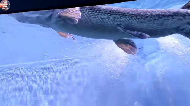 World's largest 10 Monster's Alligator Gar Fish In One Aquarium Tank | Watch This!! 😱 смотреть онлайн