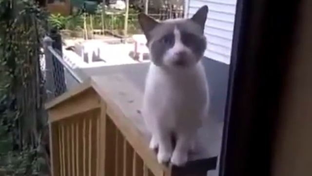 Пьяного кота не пускают домой смотреть онлайн