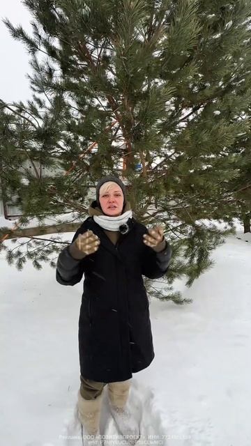 Зачем сажать 8-метровые сосны на участке? смотреть онлайн