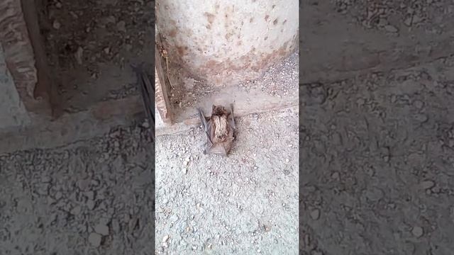 Летучая мышь магнитогорск смотреть онлайн