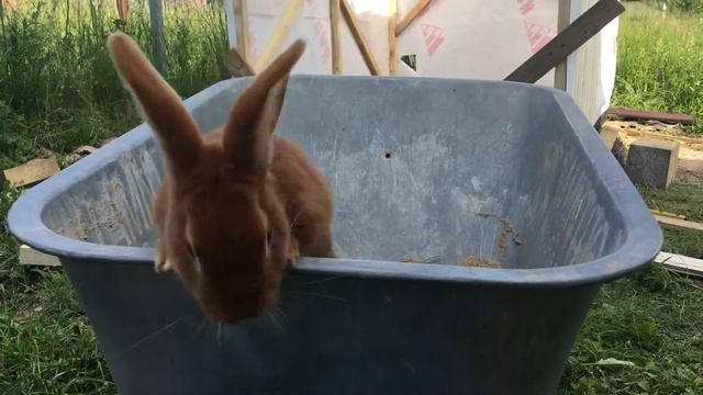 Пушистый. Кролик - прораб. Объезжает стройку на УАЗике смотреть онлайн