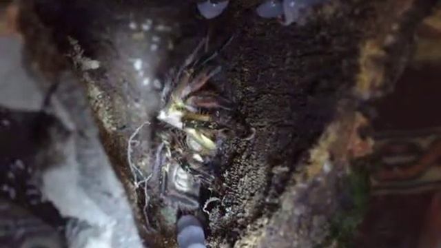 Poecilotheria ornata feeding attempt - tong feeding смотреть онлайн