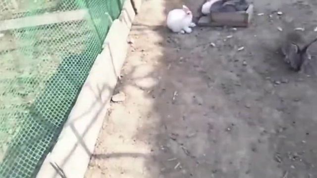 46 дней кроликам и доработки в вольере смотреть онлайн