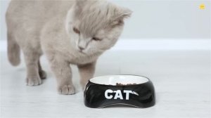 СБОРНИК - Как говорят животные Звуки животных Домашние животные для детей Корова Лошадь