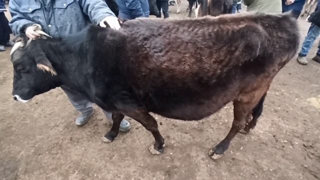 Aravan KG:Араван мал базары 2022 смотреть онлайн