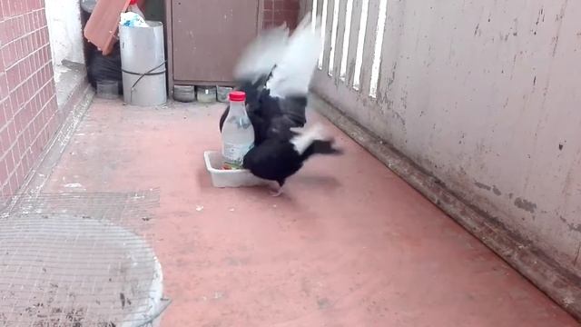 СвистТВ Лётные голуби смотреть онлайн