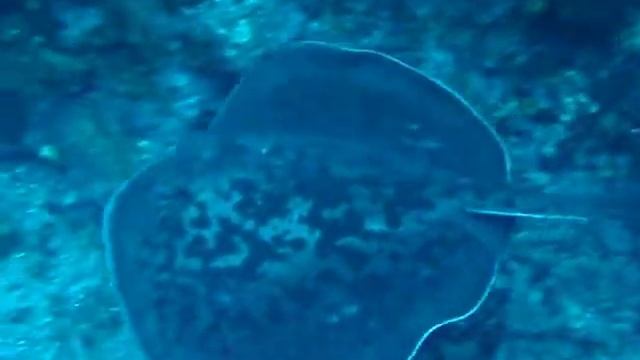 2011年八丈島海の生物【マダラエイ】6/19夕方のナズマド смотреть онлайн