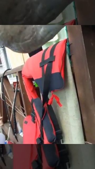 Рыбу-лягушку люди приняли за пришельца смотреть онлайн