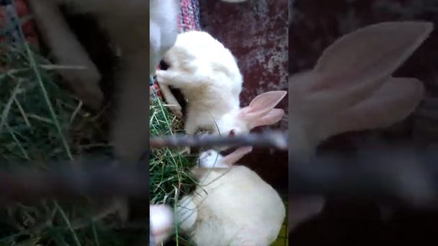 Rabbit 😢😢😢👻 смотреть онлайн