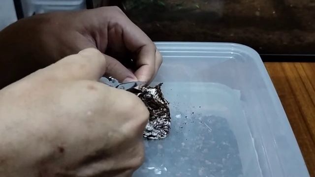 Open eggsack tarantula Grammostola Rosea #kojo_exoticpets смотреть онлайн