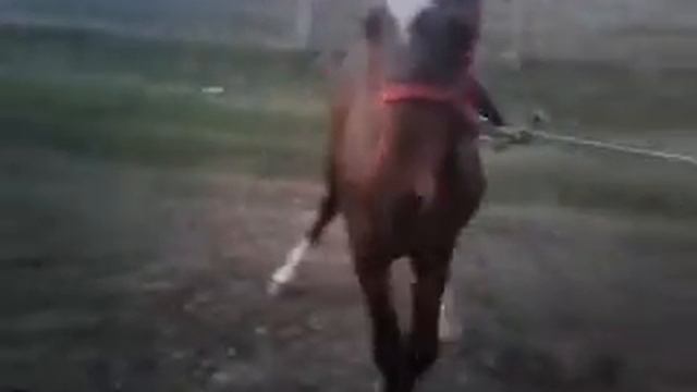 Сатылат баасы 150мин жашы 2 жаш полкрофка 0773717191 смотреть онлайн