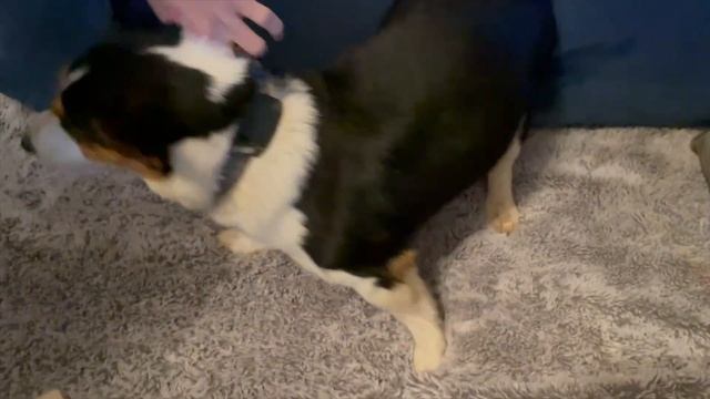 Redroad P17 Dog and Cat Hair Pet Vacuum and Groomer Review смотреть онлайн