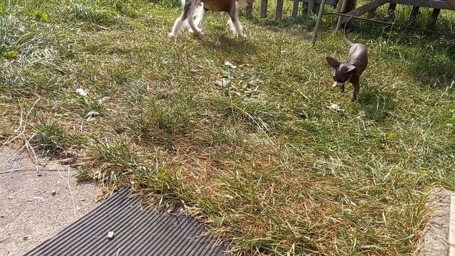 котёнок КАНАДСКИЙ сфинкс Лилея поймала кузнечика смотреть онлайн