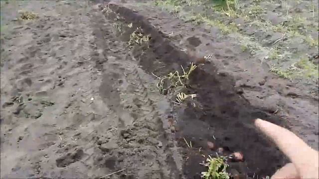 скрибок-ручная копалка картошки смотреть онлайн