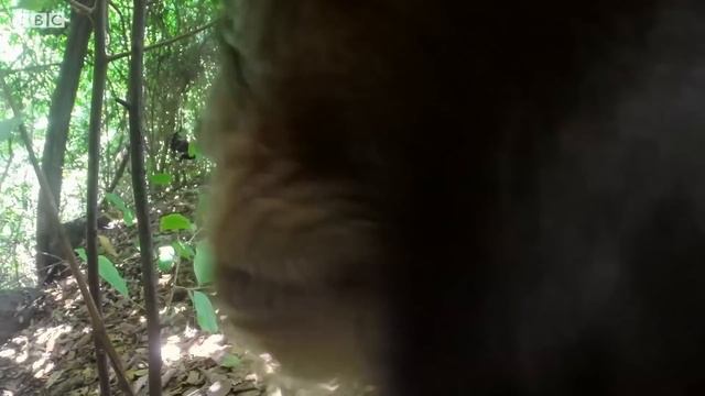 Amazing Animal Behaviours Caught On Spy Camera Part 2 | BBC Earth смотреть онлайн
