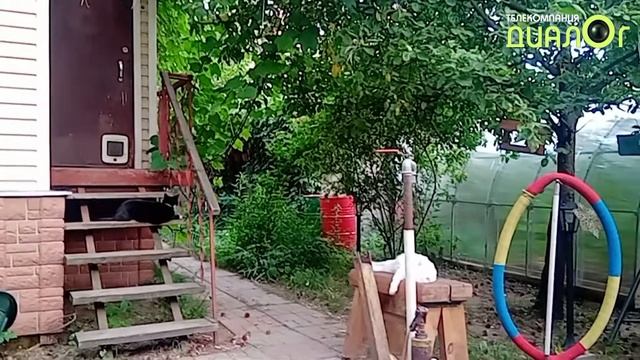 Тихий час на даче в Быково, июнь 2021 (Видеоблог Евгения Степанова) смотреть онлайн