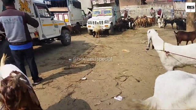 Only 5000 Heavy Weight Totapari Goat Farm in India Devchara Mandi Bareilly UP смотреть онлайн