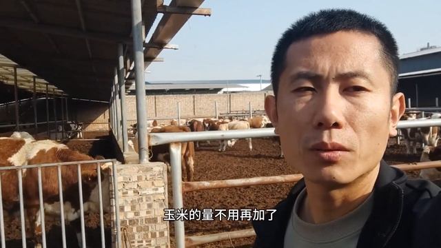 忠哥小牛到家不足3个月，江南感叹小牛变化大，跟忠哥学习养牛 смотреть онлайн