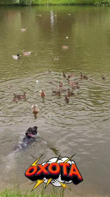 Страшно плыть - кругом утки!🦆 #spaniel #duck #funny #ball #game #dog #спаниель #охота #утка #собака смотреть онлайн