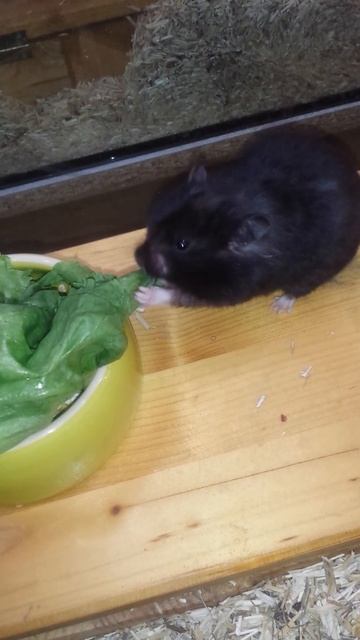 Teddyhamster Wurf 178 schwarzes verkäufliches Weibchen frisst Salat смотреть онлайн