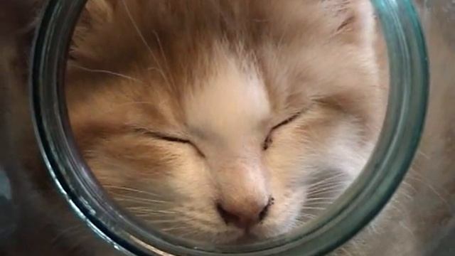 Киски маринованные смотреть онлайн
