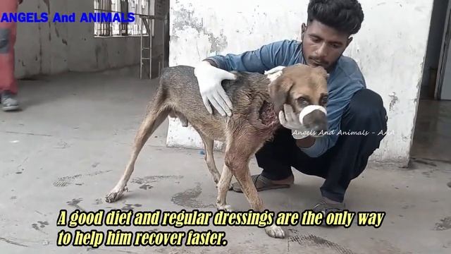 The poor dog is hiding in the toilet with his neck full of maggot wounds смотреть онлайн