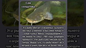 КТО ЖЕ ТАКОЙ РЫБА СОМ! ФАКТЫ О СОМАХ