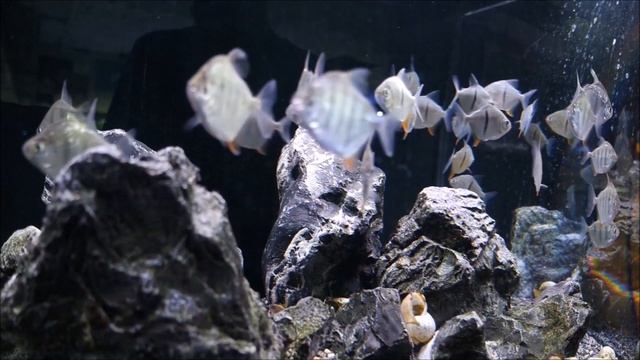 Silver Dollars (Metynnis fasciatus & Myleus schomburgkii) @ Aquatic Design Centre - London смотреть онлайн