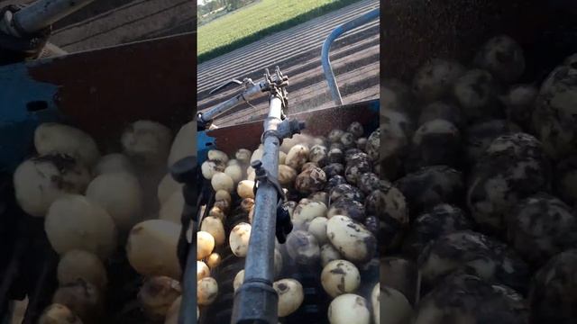 Kopanie i mycie ziemniaków na kombajnie Anna . смотреть онлайн