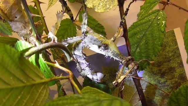 AUSTRALISCHE GESPENSTSCHRECKEN "LICHEN FORM" /EXTATOSOMA TIARATUM /GOLIATH LICHEN MIMIC STICK INSEC смотреть онлайн